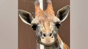 New giraffe at Oakland Zoo needs a name