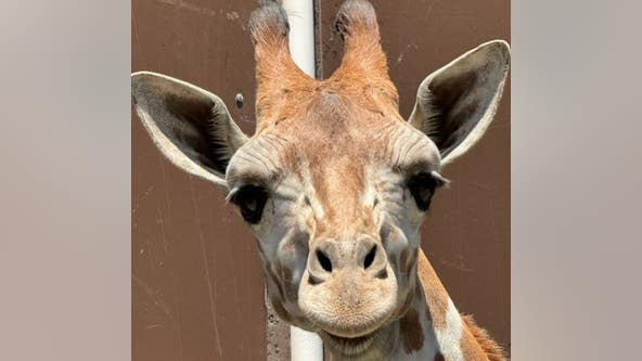 New giraffe at Oakland Zoo needs a name