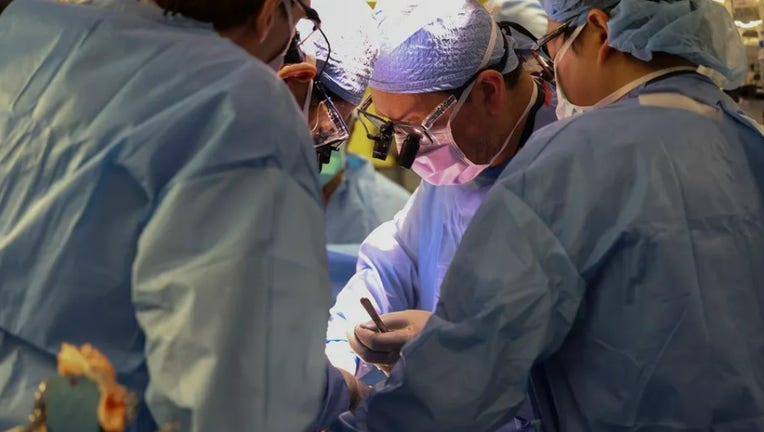 modified pig kidney transplant into a living human at Massachusetts General Hospital. (Credit: Massachusetts General Hospital)