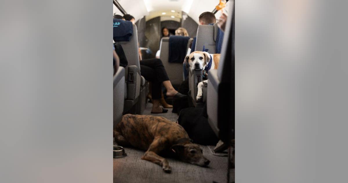 New airline offering dogs first class service, to fly out of Bay Area ...