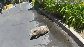 Baby pig runs on the loose through Sebastopol streets