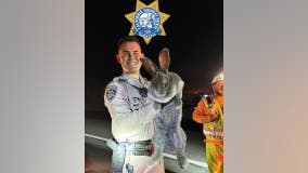 CHP rescues giant rabbit along Santa Cruz County highway