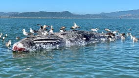 30-foot gray whale washes ashore in Richmond, cause of death to be determined