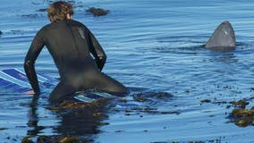 Surfer stumbles on sea creature in Santa Cruz