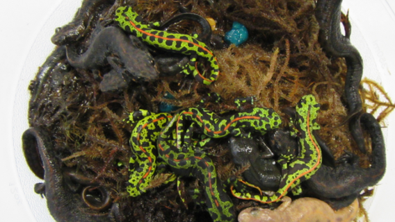 Tahoe man acted as 'middleman' in international amphibian smuggling ring: Feds