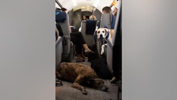 New airline offering dogs first class service, to fly out of Bay Area