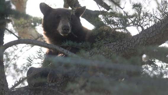 California records first fatal black bear attack