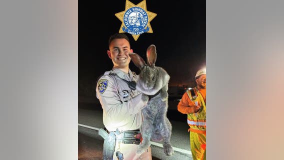 CHP rescues giant rabbit along Santa Cruz County highway