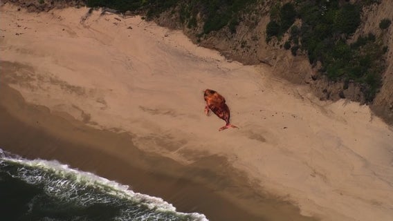 Dead humpback whale washes ashore in Half Moon Bay