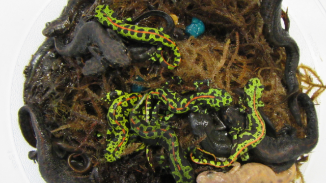 Tahoe man acted as 'middleman' in international amphibian smuggling ring: Feds