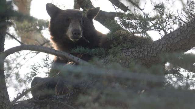 California records first fatal black bear attack