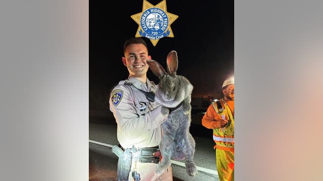 CHP rescues giant rabbit along Santa Cruz County highway