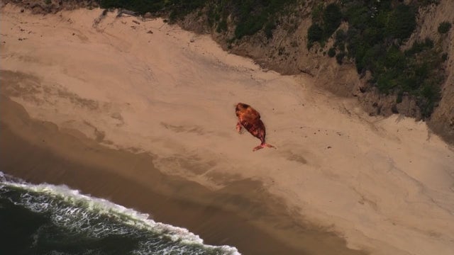 Dead humpback whale washes ashore in Half Moon Bay