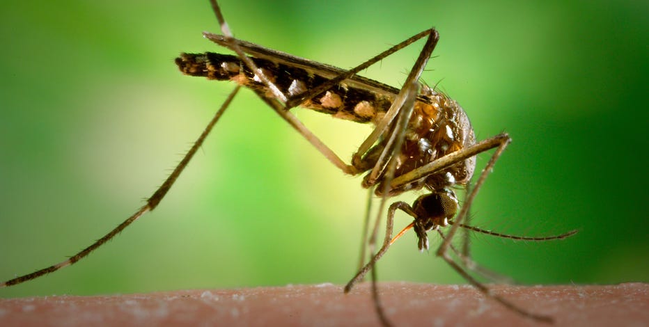 Invasive mosquitoes discovered in Bay Area can transmit Zika, dengue, and yellow fever