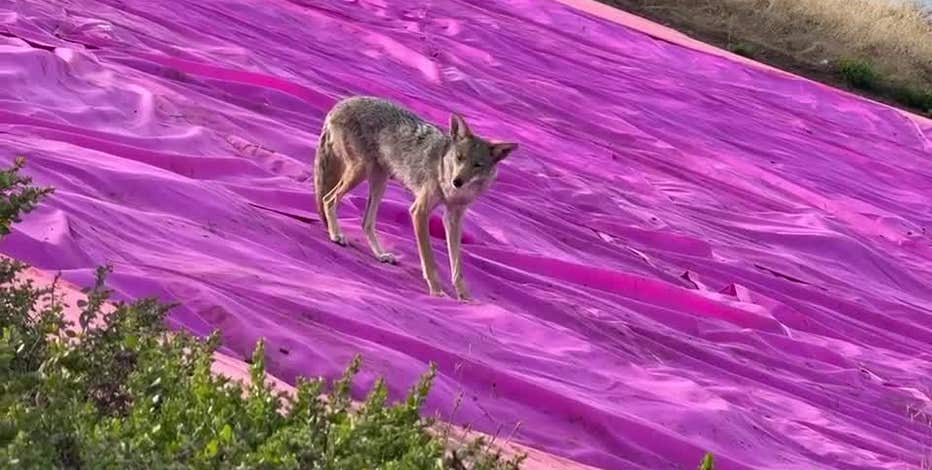 Coyote visits San Francisco's Pink Triangle