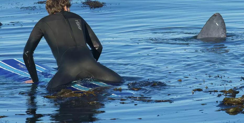Surfer stumbles on sea creature in Santa Cruz