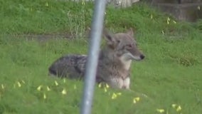 Coyote killed at Golden Gate Park confirmed as animal in attack on girl