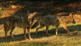 3 coyotes killed at Golden Gate Park after girl attacked