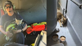 Dehydrated coyote pup dies after it was rescued by San Mateo firefighters
