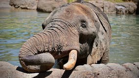 Oakland Zoo will be devoid of elephants for 1st time in 75 years
