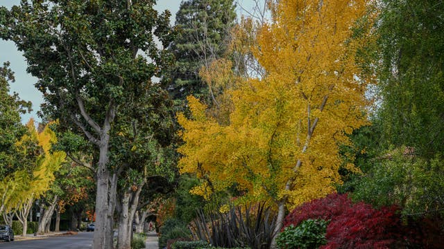 Bay Area residents weigh in on Trump assassination attempt