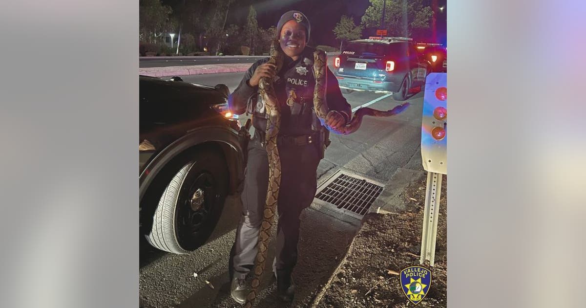 shelby township police spent wednesday night digging a... 10-foot python snake recovered in Vallejo sideshow | KTVU FOX 2