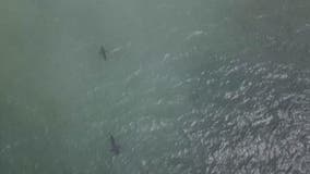 Kayakers encounter shark in Half Moon Bay