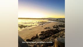 Crowd of sea lions forces closure of Monterey beach