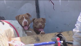 Homeless pet owners concerned about separation during SF street sweeps