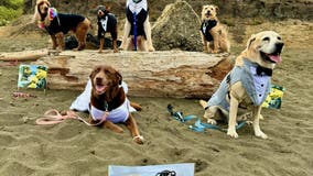 Thousands head to Pacifica to watch World Dog Surfing Championships