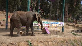 Last elephant to leave Oakland Zoo