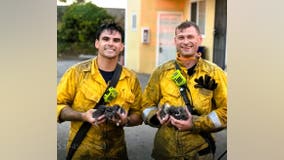 Richmond firefighters rescue litter of kittens