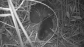 Livermore residents battle vole infestation