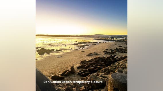 Crowd of sea lions forces closure of Monterey beach