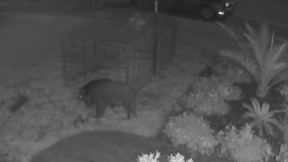 Wild boars invade North Bay school campus