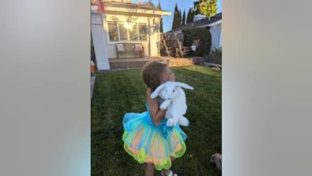 Little girl's pet rabbit stolen in rash of Petaluma thefts