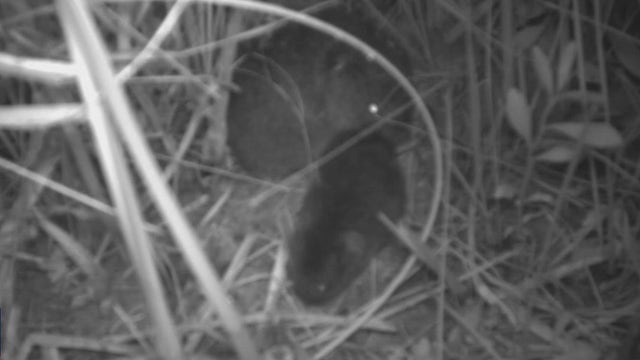 Livermore residents battle vole infestation