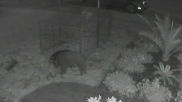 Wild boars invade North Bay school campus
