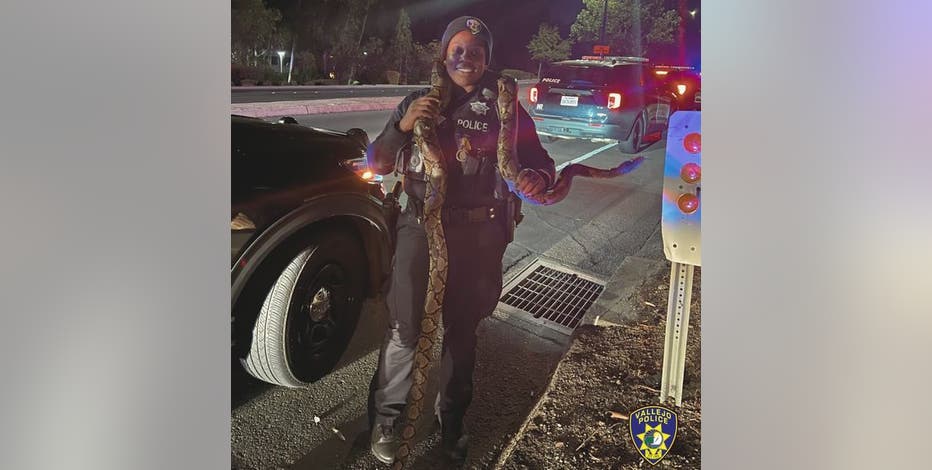 10-foot python snake recovered in Vallejo sideshow
