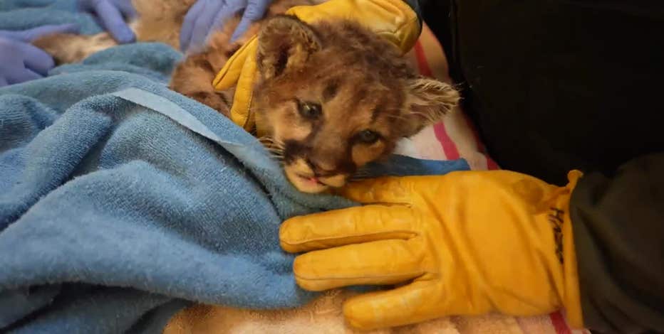 Orphaned mountain lion cub brought to Oakland Zoo