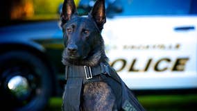 Vacaville K-9 put down after cancer diagnosis