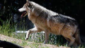 Gray wolves making historic comeback in California