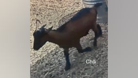 3 goats stolen from Santa Rosa home: sheriff