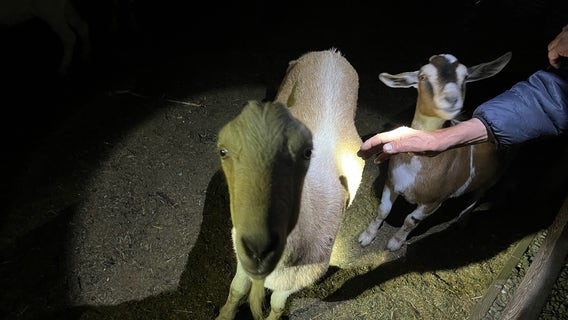 Stolen goats return home to Santa Rosa family: Sonoma Sheriff