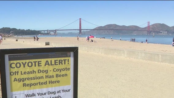 Crissy Field coyote warning issued for off-leash dogs