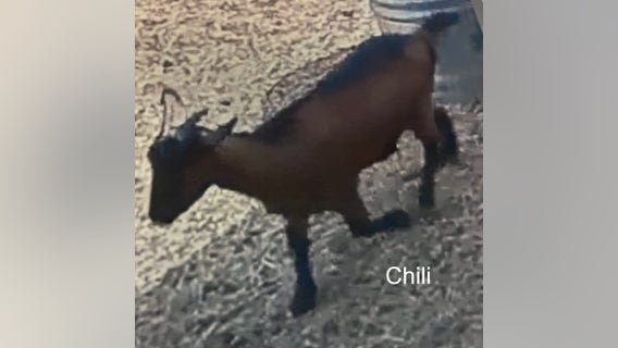 3 goats stolen from Santa Rosa home: sheriff