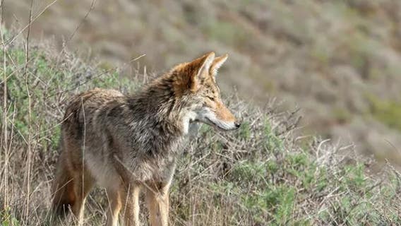 Coyote involved in deadly Crissy Field dog attacks put down