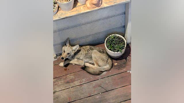 PHOTOS: trapped coyote rescued in San Francisco