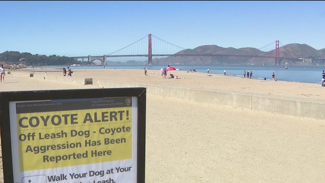 Crissy Field coyote warning issued for off-leash dogs