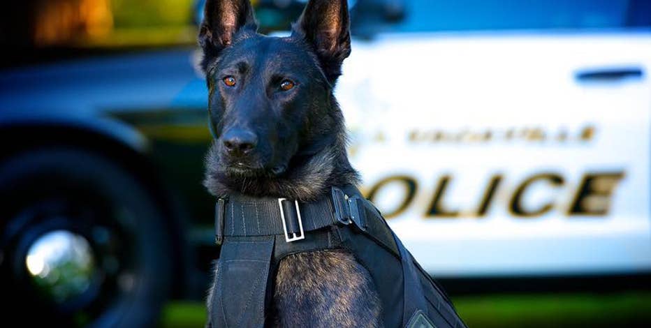 Vacaville K-9 put down after cancer diagnosis